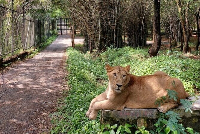 Wild Life Jeep Safari Tour at Bannerghatta with Private Transfer - Bannerghatta Biological Park: The Main Event