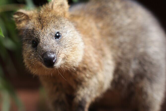 WILD LIFE Sydney Entrance Ticket - FAQs