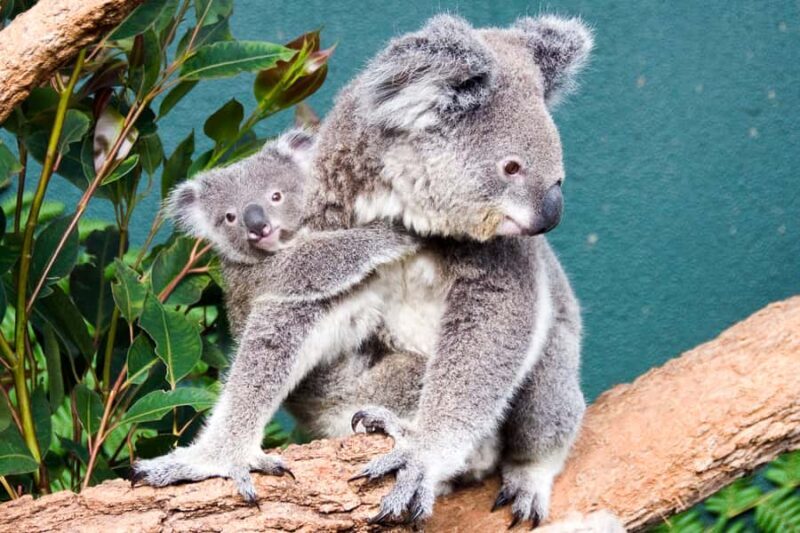 WILD LIFE Sydney Zoo - Key Points