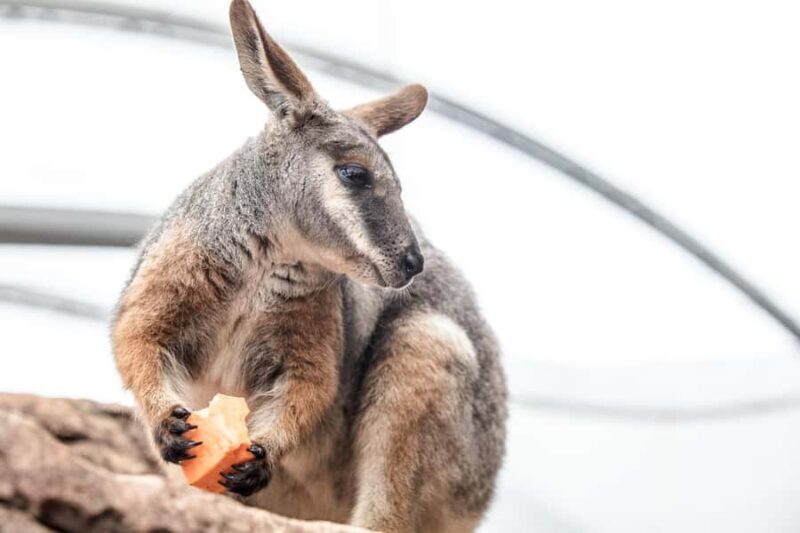 WILD LIFE Sydney Zoo - Dive into the Australian Habitats