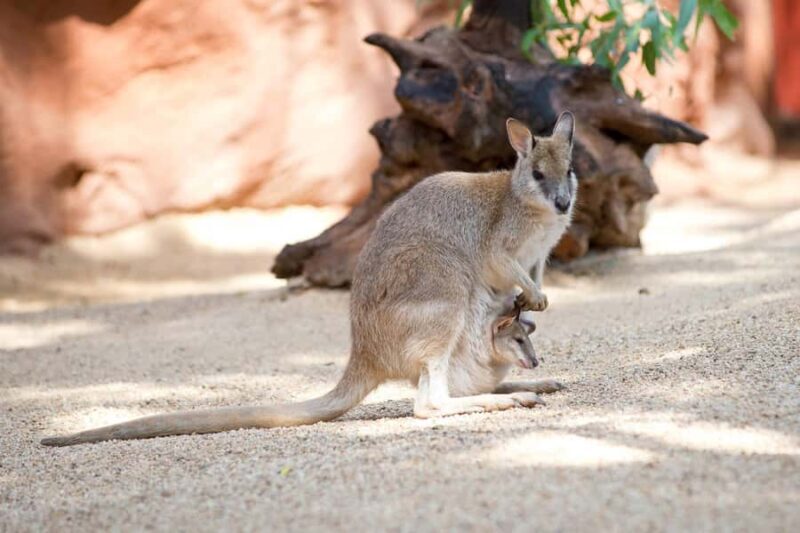 WILD LIFE Sydney Zoo - Keeper Talks and Interactive Displays