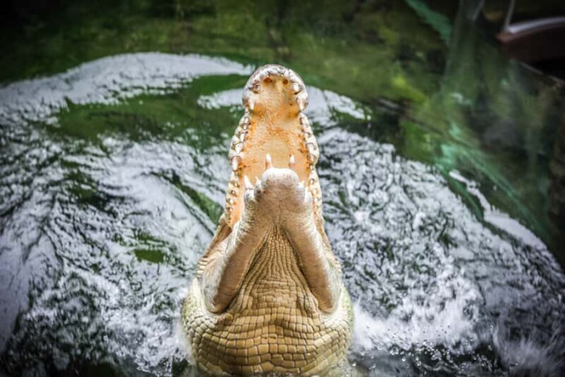 WILD LIFE Sydney Zoo - Authentic Encounters and Practical Tips