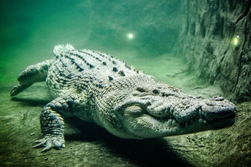 WILD LIFE Sydney Zoo - Summary