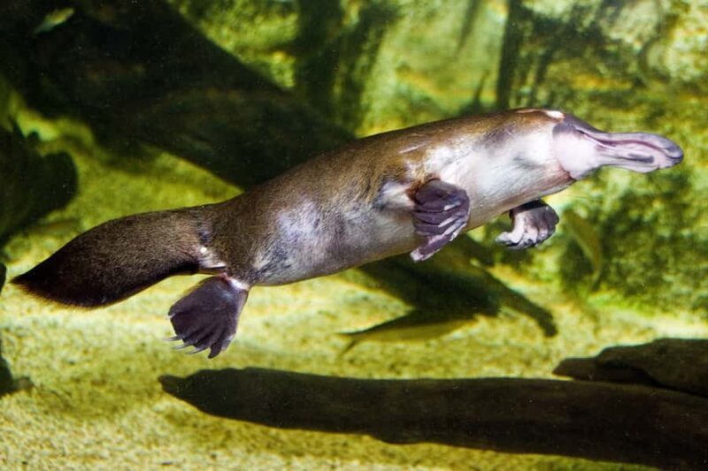 WILD LIFE Sydney Zoo - Who Should Visit?