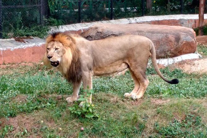 Wild life tour in Chennai with guide and private car - FAQ