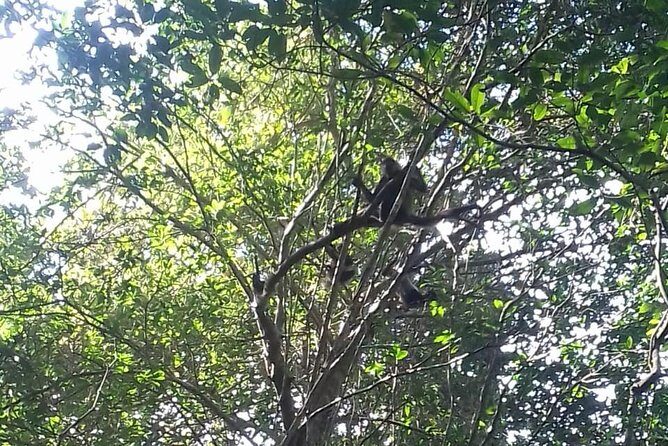 Wild Monkey Adventure (Private, Full Day) - The Experience in Detail