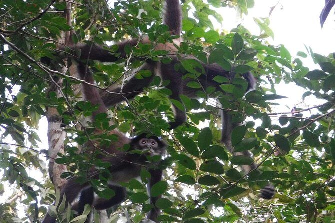 Wild Monkey Adventure (Private, Full Day) - Final Thoughts