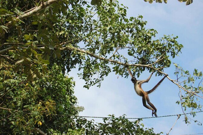 Wild Monkey Tour (Private, Half Day) - Who Should Book This Tour?