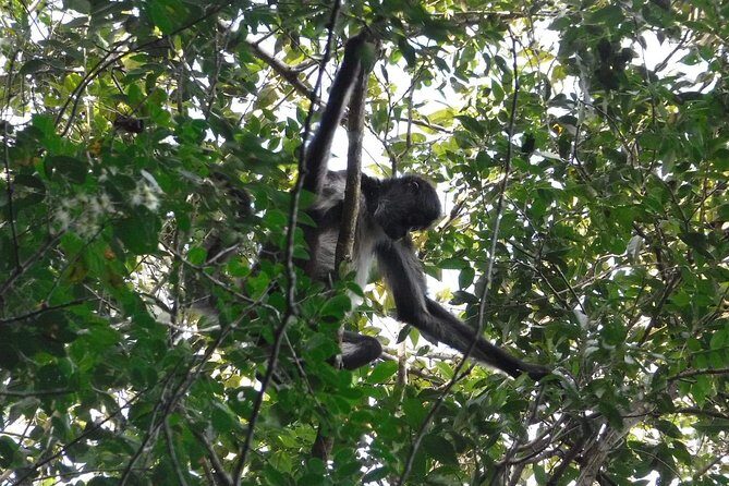 Wild Monkey Tour (Private, Half Day) - FAQ
