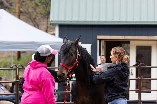 Wild Mustang Experience Near Colorado Springs - What to Expect from the Wild Mustang Experience
