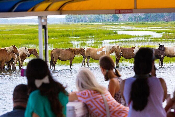 Wild Pony Watching Boat Tour from Chincoteague to Assateague - Final Thoughts: Who Will Enjoy This Tour?
