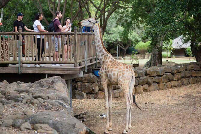 Wild South West Tour : SAFARI & TULAWAKA CASELA PARK & LE MORNE - An In-Depth Look at the Wild South West Tour