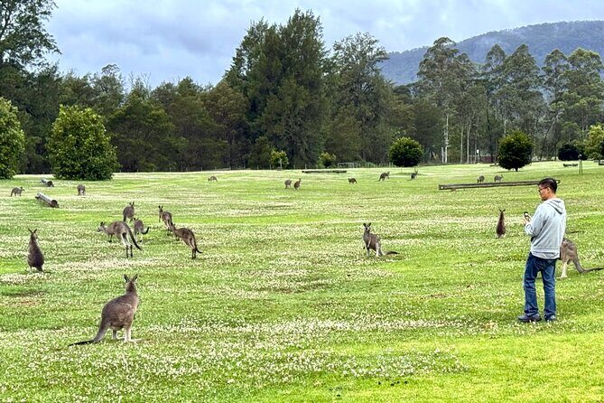WILD Wombat and Kangaroo Day Tour, All Inclusive - Summary of Pros and Cons