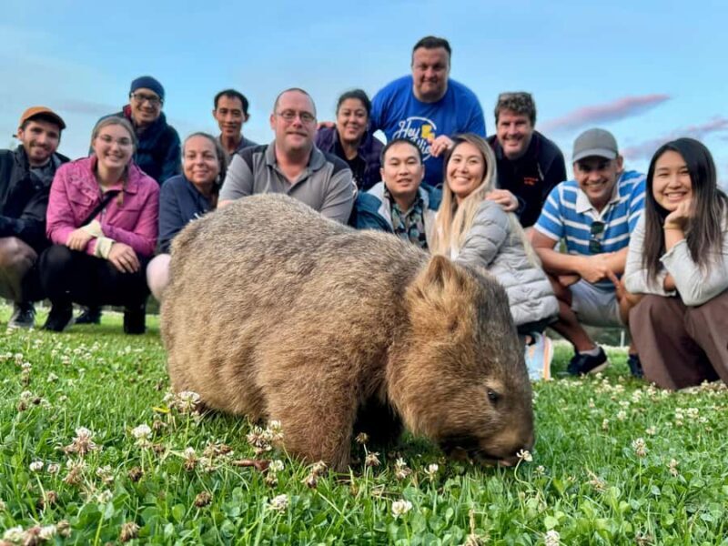 WILD Wombats and Kangaroo Experience, All Inclusive, Sydney - Is It Worth the Price?
