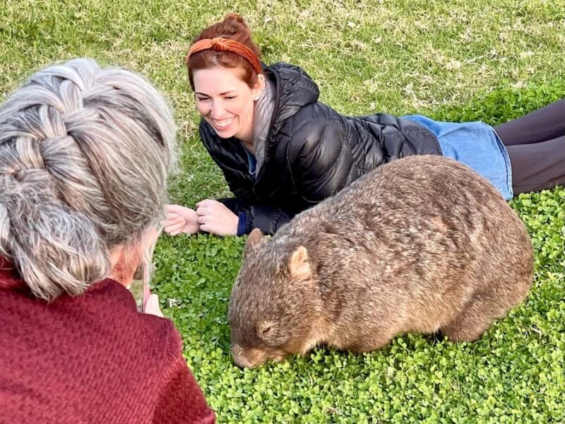 WILD Wombats and Kangaroo Experience, All Inclusive, Sydney - Final Thoughts