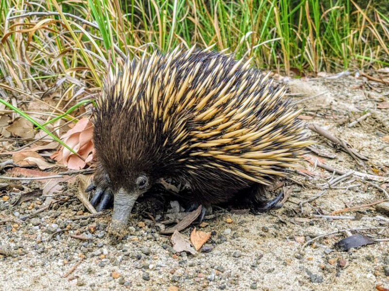 WILD Wombats and Kangaroo Experience, All Inclusive, Sydney - FAQs