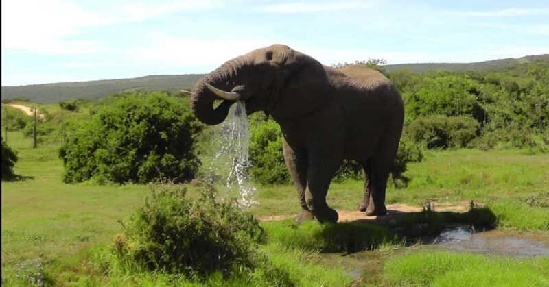 Wild Wonders: Giraffe Encounter & Schotia Safaris Tour - Why This Tour Offers Great Value