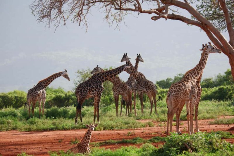 Wild Wonders of Maasai Mara 3-Day Safari - Key Points