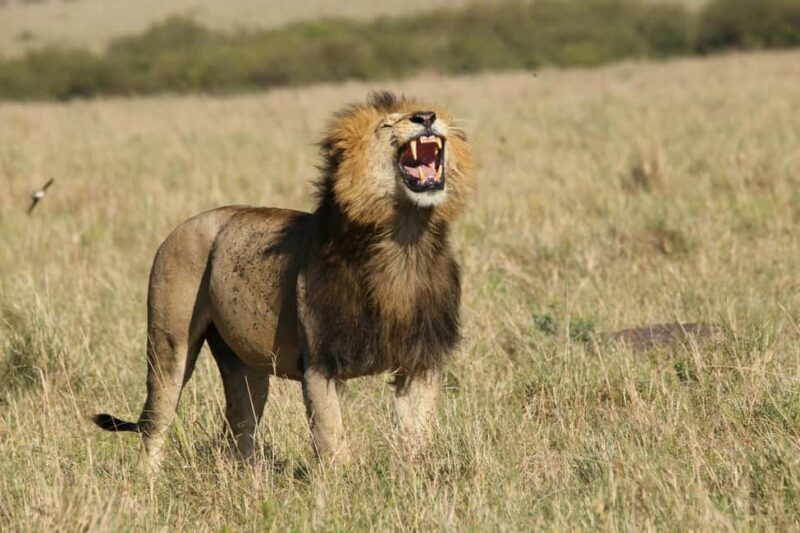 Wild Wonders of Maasai Mara 3-Day Safari - Final Thoughts: Who Should Consider This Safari?