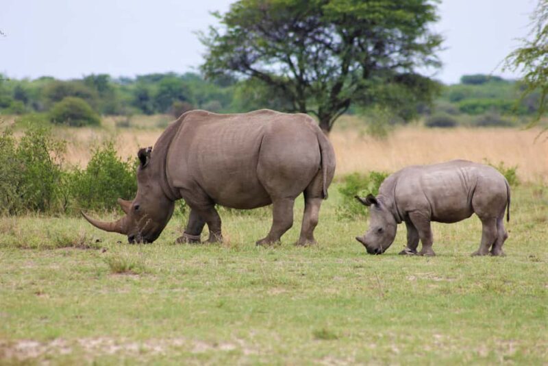 Wild Wonders of Maasai Mara 3-Day Safari - FAQs
