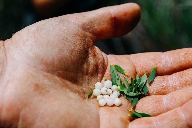 Wild Yarnbala - What is Wild Yarnbala?