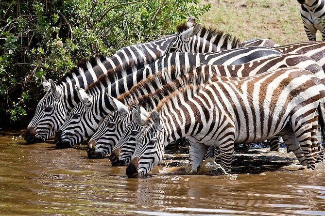 Wildebeest Migration in Masai Mara and Sightseeing 4 Days Tour - What Travelers Say