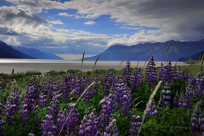 Wilderness, Wildlife, Glacier Experience from Anchorage - Exploring the Wilderness, Wildlife, and Glaciers from Anchorage: A Detailed Review