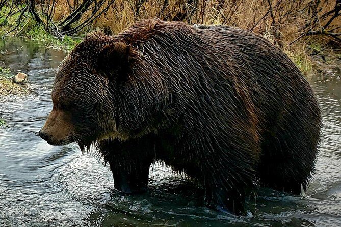 Wilderness, Wildlife, Glacier Experience from Anchorage - Key Points