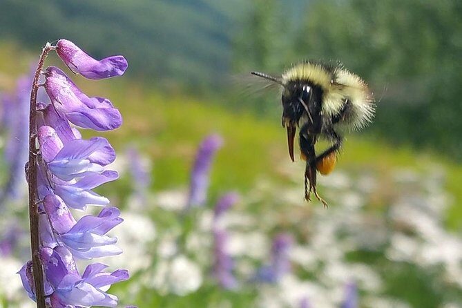 Wilderness, Wildlife, Glacier Experience from Anchorage - Who’s It Best For?