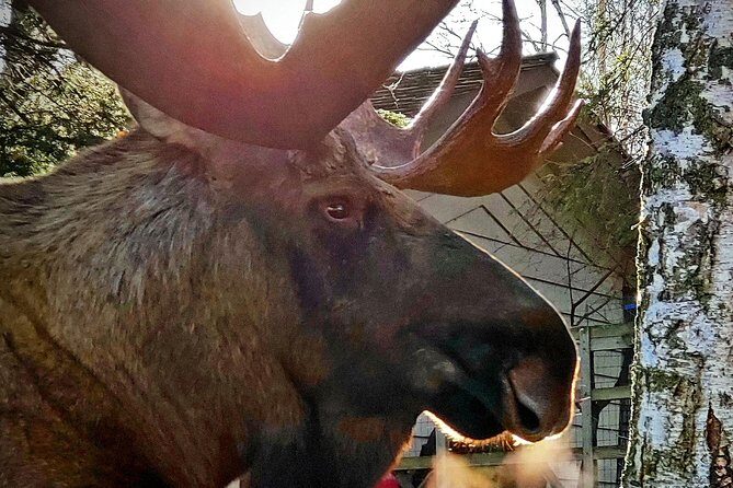 Wilderness, Wildlife, Glacier Experience from Anchorage - FAQ