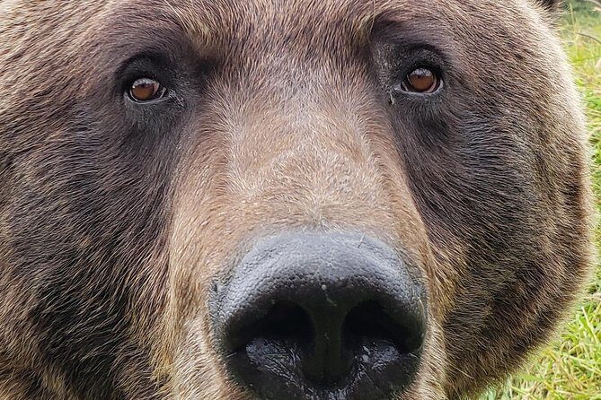 Wilderness, Wildlife, Glacier Experience from Anchorage - Final Thoughts