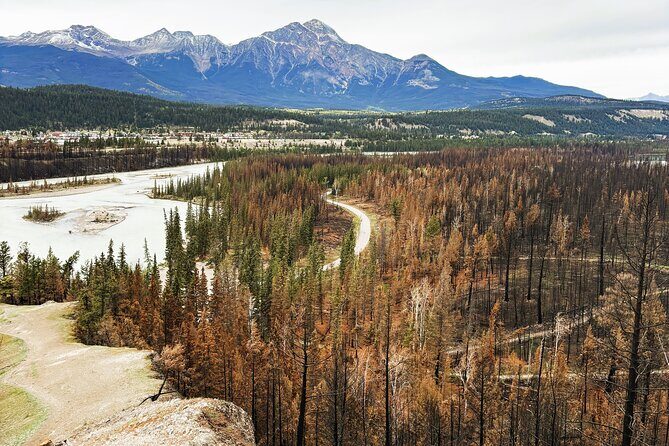 Wildfire Peak Nic - Exploring Jasper’s Wildfire Recovery: A Guide to the Wildfire Peak Nic Tour