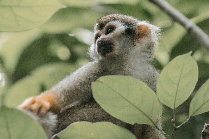 Wildlife and Ancient Expedition Tour in Teotihuacan Safari - Final Thoughts: Is It Worth It?