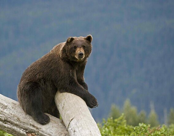 Wildlife and Glaciers with a walk in the Rainforest - Key Points