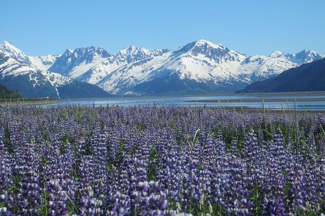Wildlife and Glaciers with a walk in the Rainforest - Final Thoughts: Who Will Love This Tour?