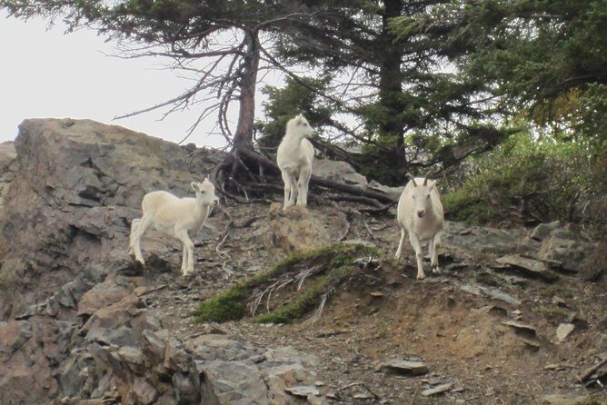 Wildlife and Glaciers with a walk in the Rainforest - Final Words