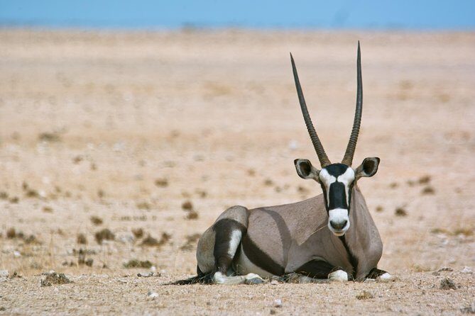 Wildlife and Landscape Tour- full-day (7hours) from Walvis Bay - Key Points