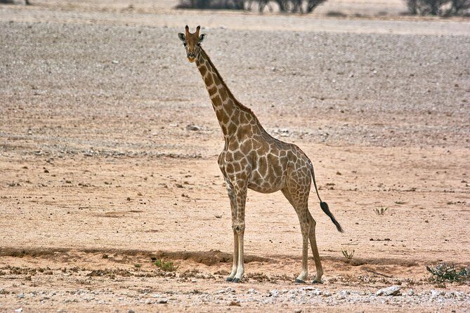 Wildlife and Landscape Tour- full-day (7hours) from Walvis Bay - An In-Depth Look at the Wildlife and Landscape Tour
