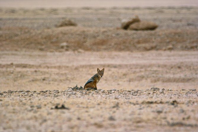 Wildlife and Landscape Tour- full-day (7hours) from Walvis Bay - FAQ