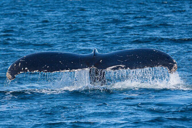 Wildlife and Scenery in Ketchikan - Introduction: An Authentic, Customizable Water Adventure