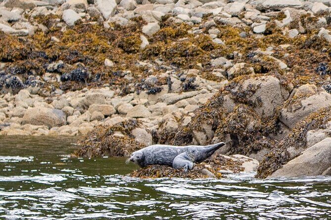 Wildlife and Scenery in Ketchikan - Authentic Testimonials: What Travelers Say