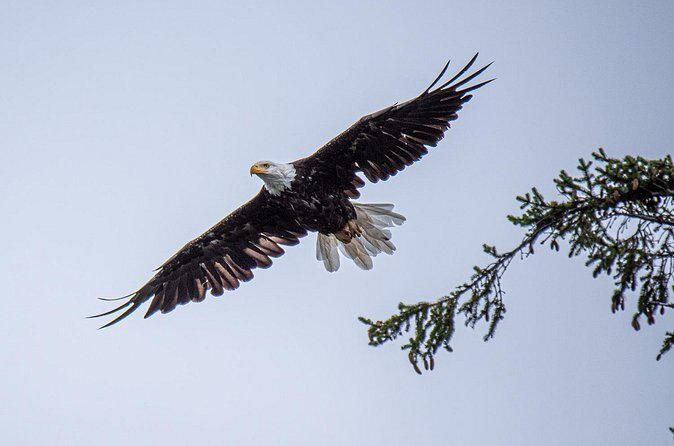 Wildlife and Scenery in Ketchikan - The Value of a Private, Personalized Tour