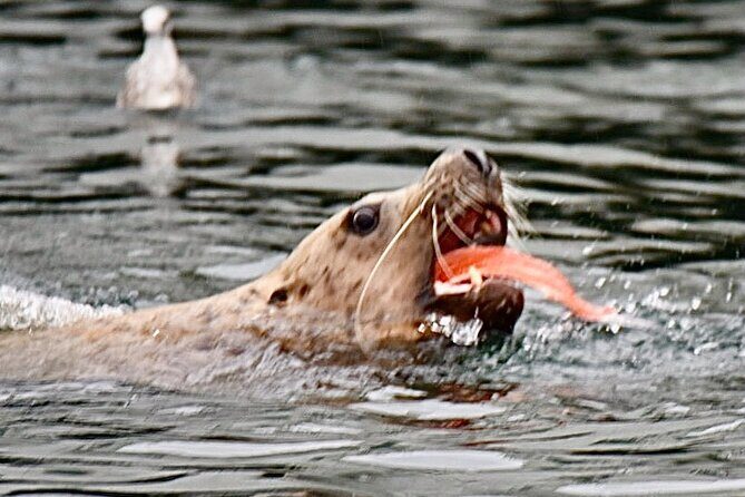Wildlife and Scenery in Ketchikan - Who Should Consider This Tour?