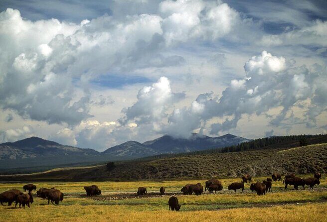 Wildlife and Waterfalls - An In-Depth Look at the Yellowstone Wildlife and Waterfalls Tour