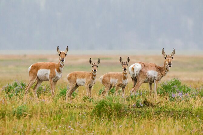 Wildlife and Waterfalls - Frequently Asked Questions