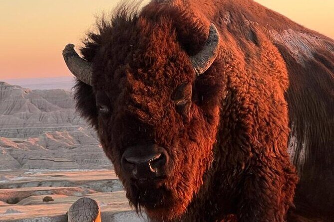 Wildlife Biologists Field Expedition: The Badlands Uncovered - An In-Depth Look at the Itinerary