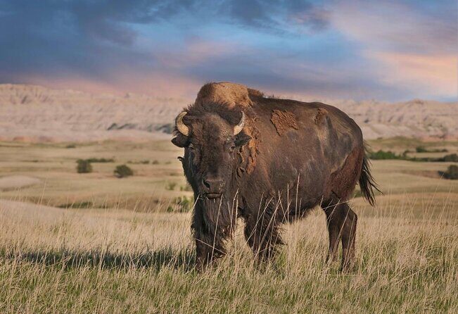 Wildlife Biologists Field Expedition: The Badlands Uncovered - Who Should Consider This Tour?