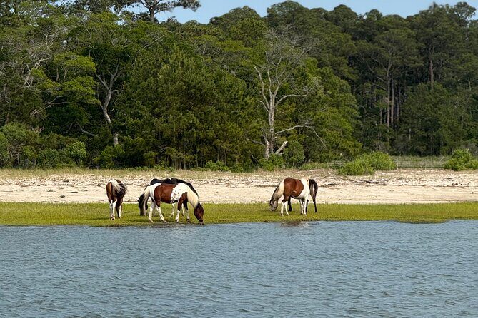 Wildlife Boat Tour with Wild Ponies and Dolphins in Chincoteague - Wildlife Boat Tour with Wild Ponies and Dolphins in Chincoteague: A Complete Guide