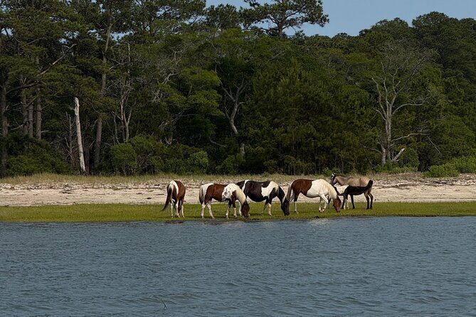 Wildlife Boat Tour with Wild Ponies and Dolphins in Chincoteague - Who Should Consider This Tour?