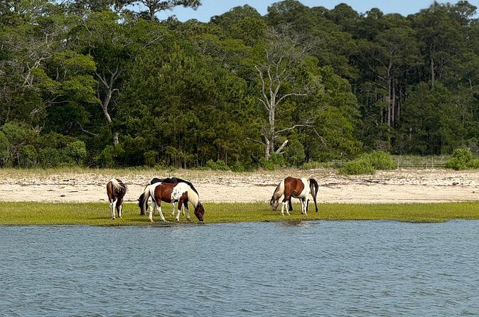 Wildlife Boat Tour with Wild Ponies and Dolphins in Chincoteague - The Value of a Guided Wildlife Tour in Chincoteague